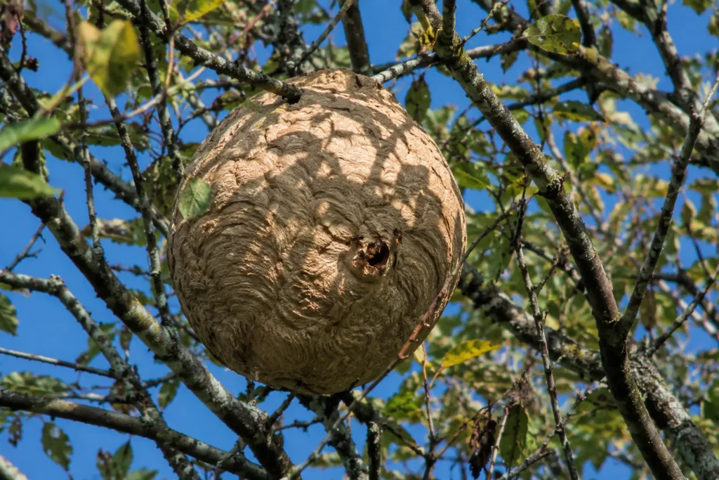 Nid de frelon asiatique sphérique en hauteur dans un arbre