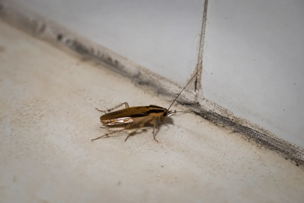 Cafard le long d’une plinthe, cachette typique des blattes en appartement