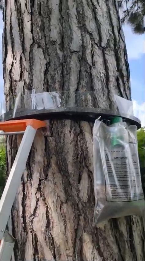 Écopiège installé autour du tronc d'un arbre, avec sa collerette, sa gouttière et son sac collecteur, lors d'une intervention IJN+ à Villiers-sur-Marne