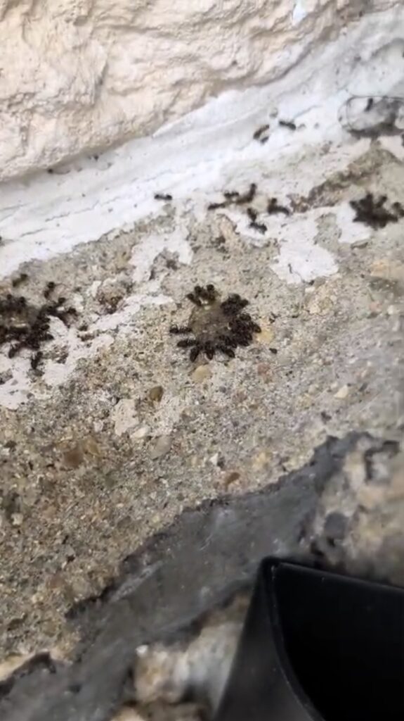 Fourmis agglutinées en couronne autour de points de gel insecticide déposés sur un mur en pierre, lors d'une intervention IJN+ à Poissy