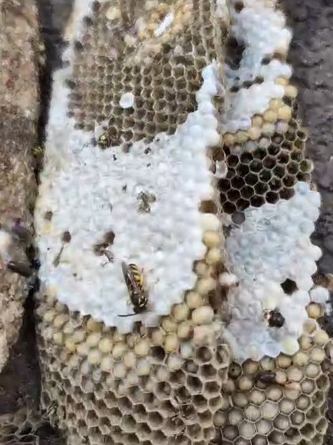 Nid de guêpes ouvert, alvéoles hexagonales et couvain operculé blanc visibles, avec des ouvrières dessus, lors d'une intervention aux Mureaux