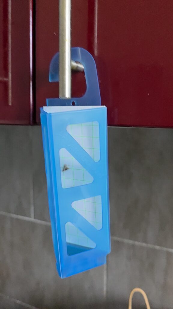 Piège à phéromones bleu suspendu dans une cuisine, posé contre les mites alimentaires lors d'une intervention IJN+ à Argenteuil