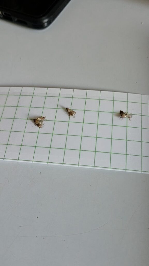 Plaque de glu quadrillée d'un piège à mites, avec trois papillons capturés, utilisée pour compter la population