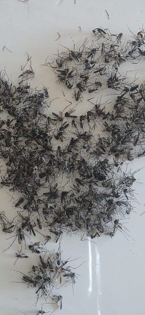 Bac collecteur d'un piège Mosquito Magnet rempli de plusieurs centaines de moustiques capturés en deux semaines, dont beaucoup portent les rayures blanches du moustique tigre