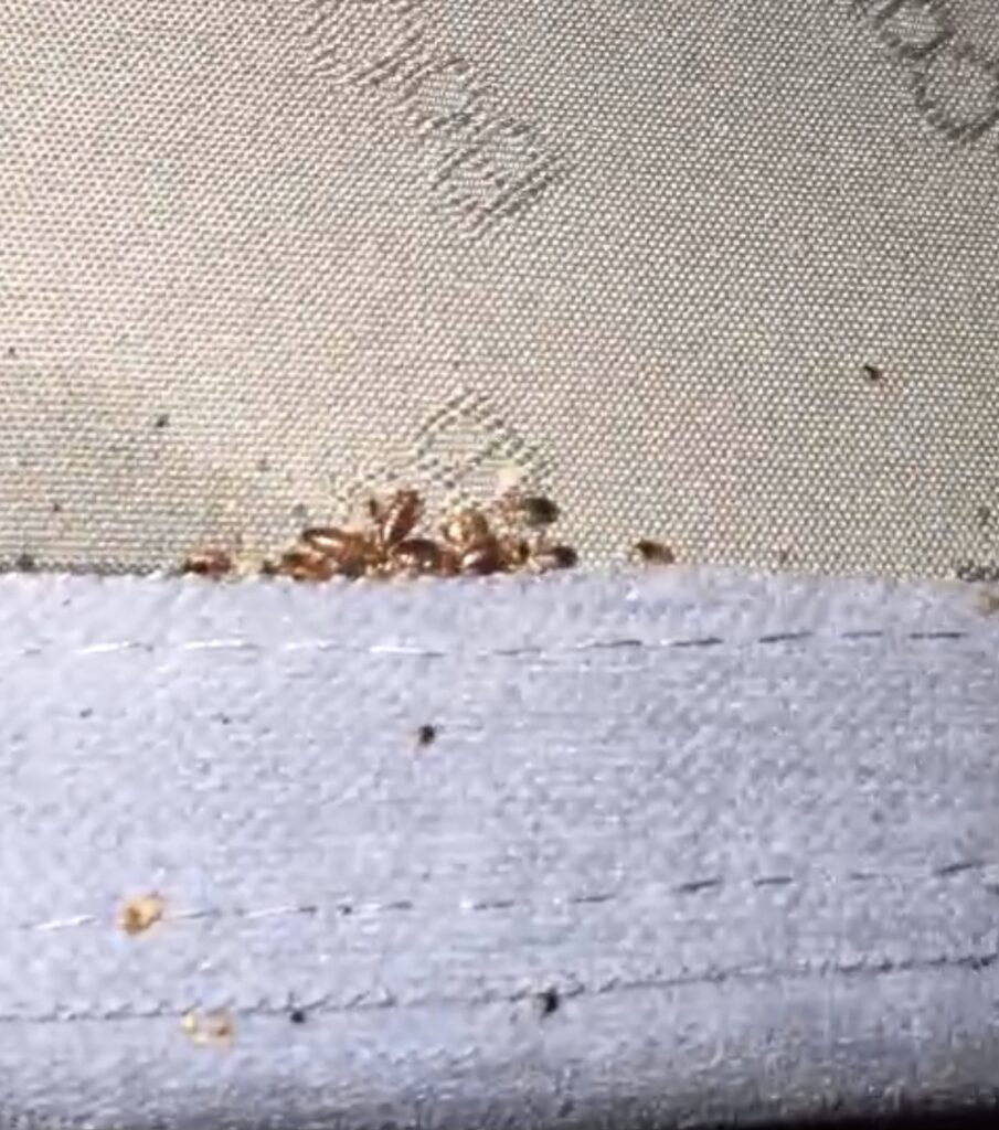 Punaises de lit et déjections agglutinées dans le passepoil d'un matelas, lors d'un diagnostic à Colombes