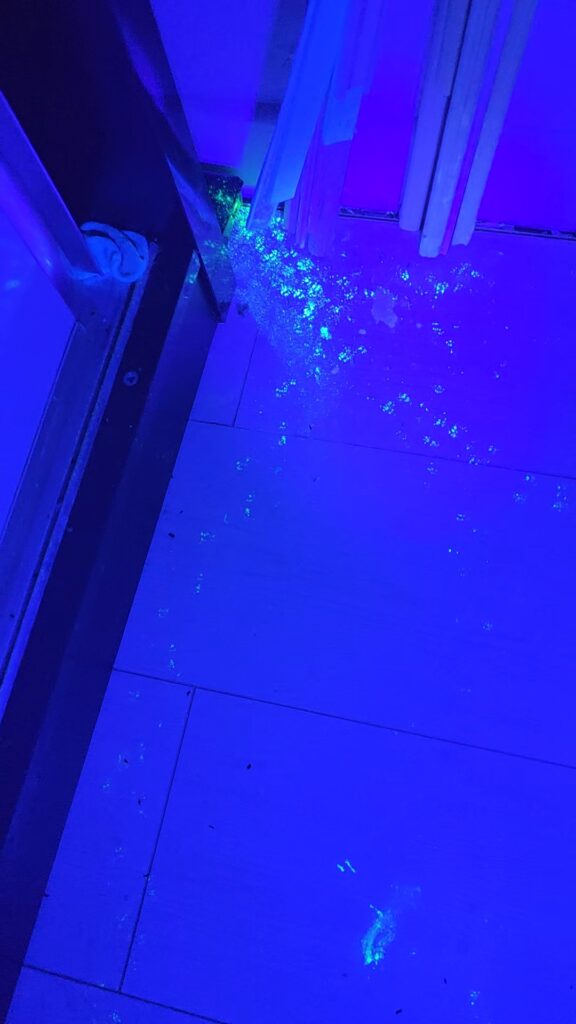 Traînée de poudre fluorescente révélée sous lampe UV au sol, marquant le trajet des souris jusqu'à leur point d'entrée, lors d'une intervention IJN+ à Argenteuil