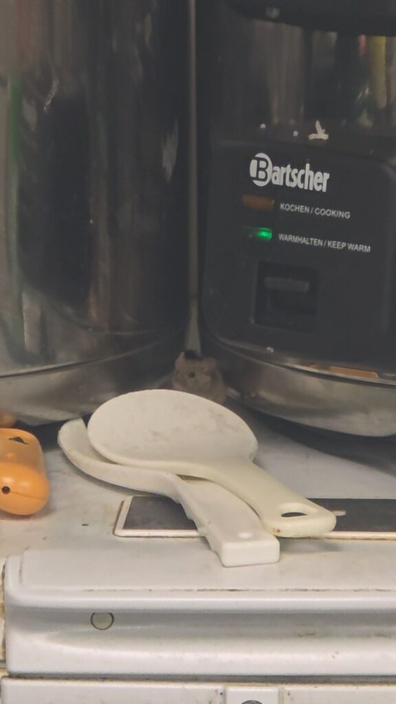 Souris grise tapie entre deux machines de cuisine professionnelle, avec un poste d'appâtage posé au sol, lors d'une dératisation dans un restaurant du 20e arrondissement de Paris